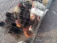 Chickens — عکس 5