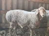 Κριός, Edilbay sheep — φωτογραφία 6