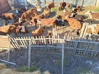 گاو ماده, گاو سفیدسر قزاقستانی — عکس 7