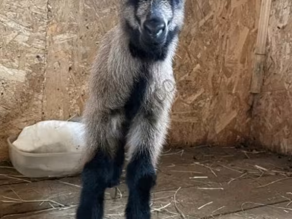 Billy Goat, Czech Brown Shorthaired goats — Russia