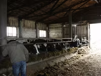Vache, Bovins — photo 1