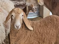Beran, Arashan sheep — foto 1