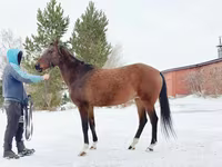 Faras dhaddig, Akhal-Teke — sawirka 4