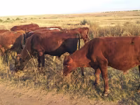 گاو ماده, گاو — عکس 1