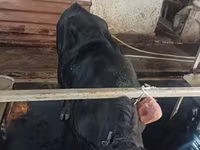 Bovini (lotto, sesso non specificato), Aberdeen Angus — foto 3