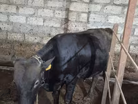 گاو نر, آبرادین-آنگوس — عکس 5