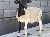 Beran, Hissar sheep — foto 2