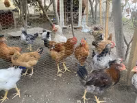 Chickens — foto 3