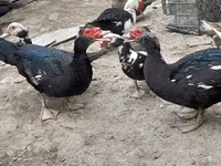 Ducks — फ़ोटो 2