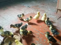 Ducks — zdjęcie 6