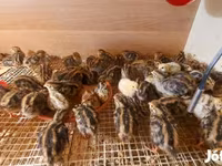 Quails — Foto 8