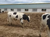 ძროხა, Russian Black pied cattle — ფოტო 3