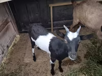 عنزة, Alpine goat — الصورة 6
