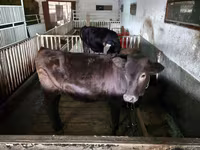Cow, Cattle — photo 1