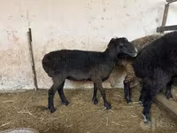 Ovce, Blackheaded Persian sheep — foto 2