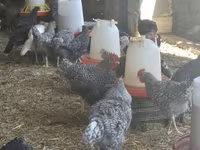 Turkeys — zdjęcie 3