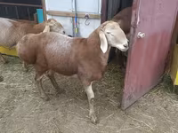 Montone, Arashan sheep — foto 2
