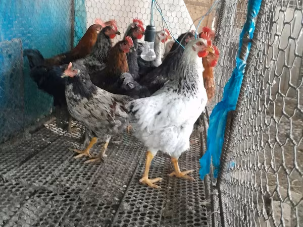 Chickens