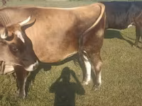 Krowa, Simmental cattle — zdjęcie 1
