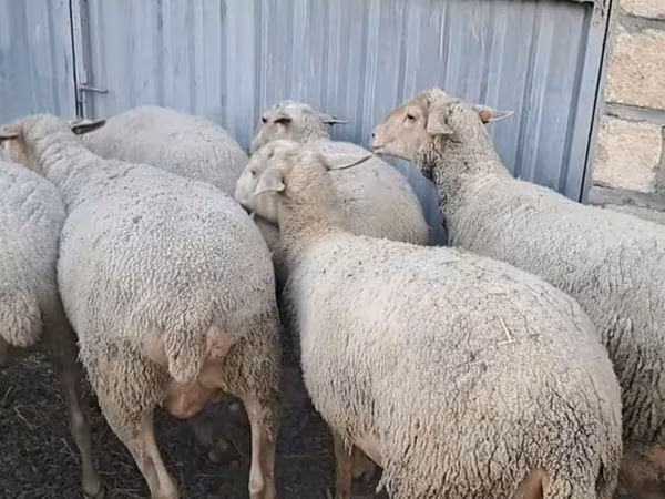 میش, گوسفند