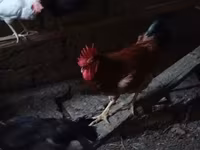 Chickens — fotografija 1