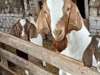 แพะตัวผู้, Boer goat — รูปภาพ 5