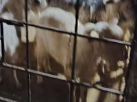 Koza, Alpine goat — zdjęcie 3