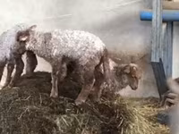 میش, Racka sheep — عکس 7