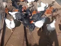 Chickens — ፎቶ 5