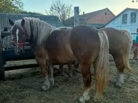 Φοράδα, Hungarian horse breed — φωτογραφία 1