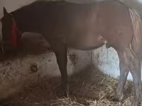 Cavallo, Cavalli — foto 2
