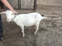 بز ماده, Saanen goat — عکس 4