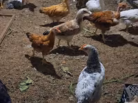 Chickens — Foto 1