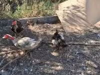 Ducks — 照片 4