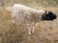 Beran, Dorper sheep — foto 3