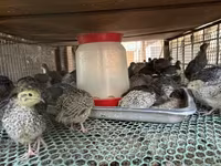 Quails — fotografija 2