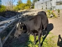 Lembu jantan, Aberdeen-Angus — foto 3