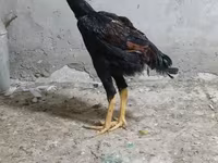 Chickens — عکس 5