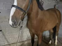 Hingst, Heste — foto 3