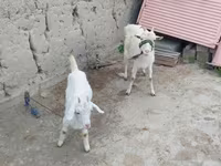 بز ماده, بز — عکس 1