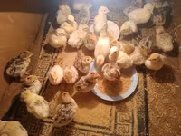 Turkeys — الصورة 2