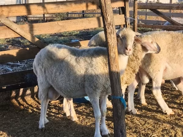 Montone, Assaf sheep