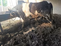 Говбуз, Russian Black pied cattle — акс 1