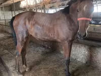 Klisna, Thoroughbred horse — foto 6