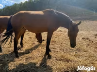 فرس, Nonius horse — الصورة 5