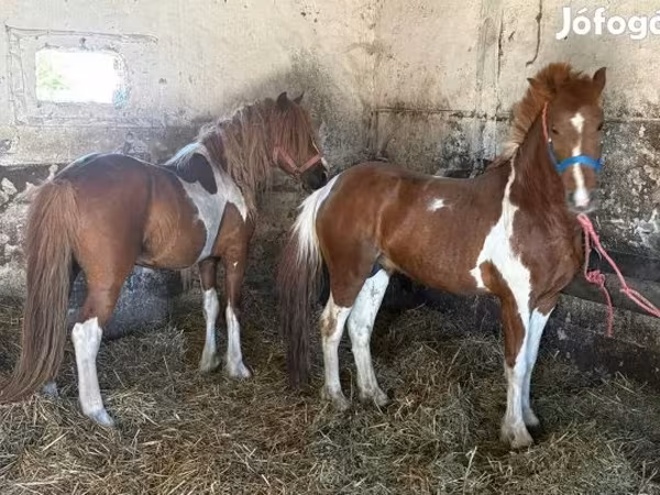 Cavalo, Cavalos