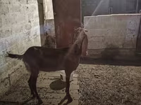 ছাগী, Beetal goats — ছবি 6