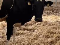 İnek, Holstein ırkı — foto 6