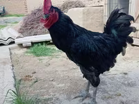 Chickens — Foto 4