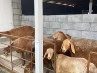 میش, گوسفند — عکس 4